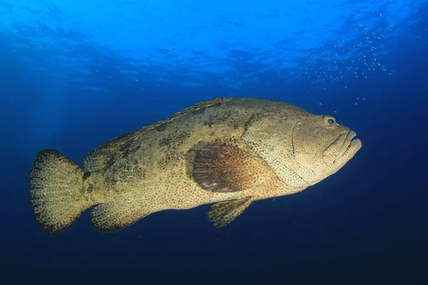 Goliath Grouper Deep Water — Stockfoto