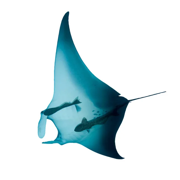 Manta Ray Isolated White Background — Stock Photo, Image