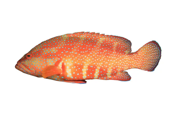 Foltos Korall Grouper Fehér Alapon — Stock Fotó