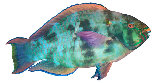 Papoušek Tropické Ryby Portrét Izolovaný Bílém Pozadí — Stock fotografie
