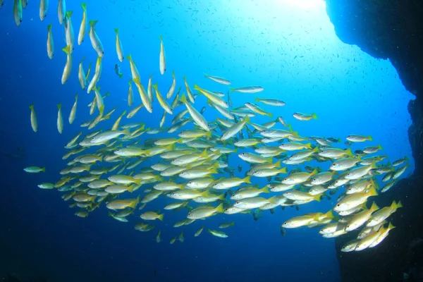 School of fish in deep blue water. Underwater life.