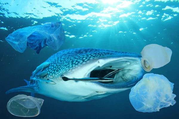 Valashai Syö Muoviroskaa Merivedessä Maailmanlaajuinen Saastuminen Katastrofi — kuvapankkivalokuva