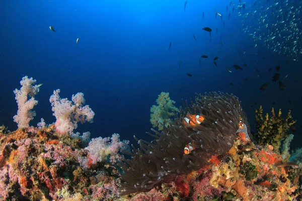 カラフルなサンゴ礁の底で泳ぐ魚 — ストック写真