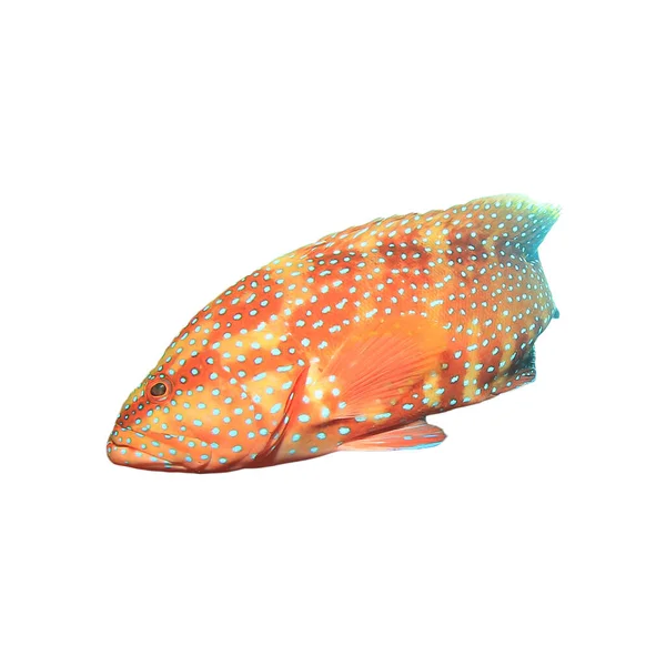 Coral Grouper Isolated White Background Fish Spots — Stock Photo, Image