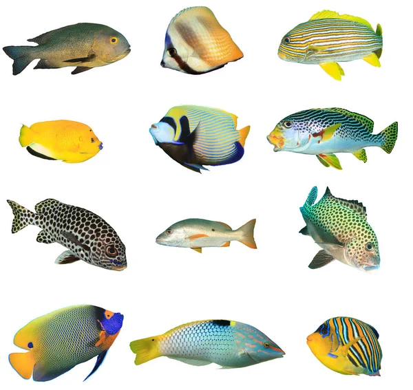 Groep Tropische Vissen Geïsoleerd Witte Achtergrond — Stockfoto