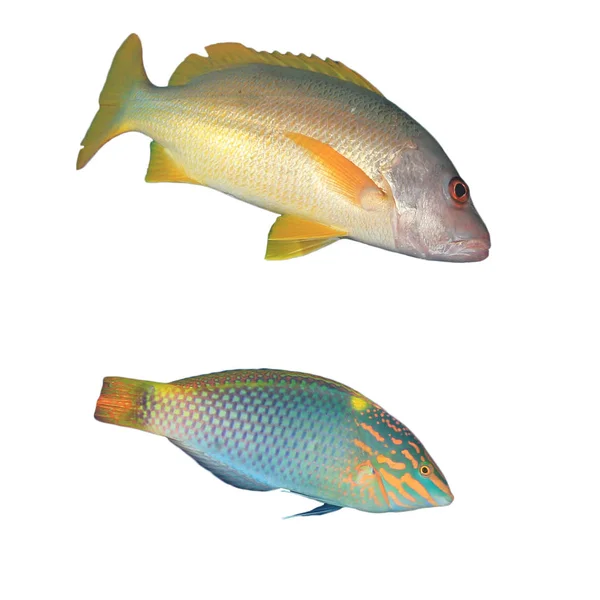 Ryby Drapieżne Odizolowane Białym Tle — Zdjęcie stockowe
