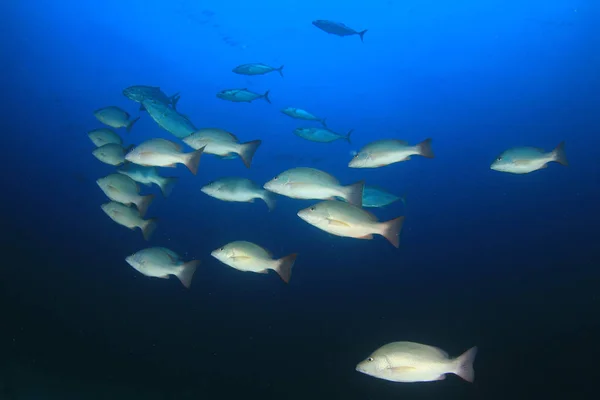 Fiskeskole Dypt Blått Vann Livet Vann – stockfoto