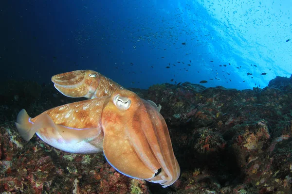 Fisk Korallrev Livet Vann – stockfoto