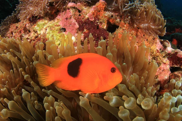Kalaa Värikästä Koralliriuttaa Vedenalainen Elämä — kuvapankkivalokuva