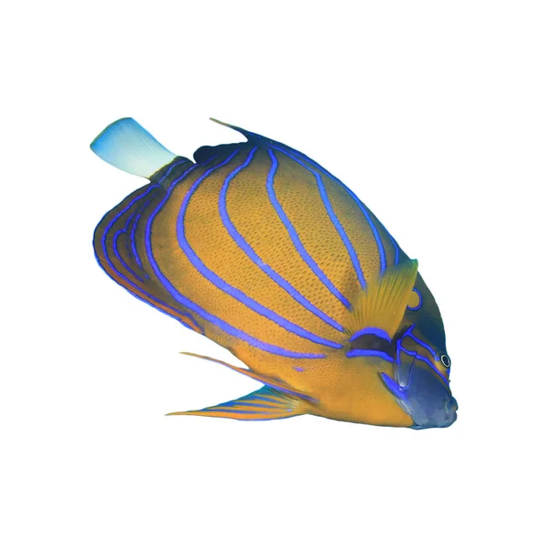 Kék Ring Angelfish Elszigetelt Fehér Háttér — Stock Fotó