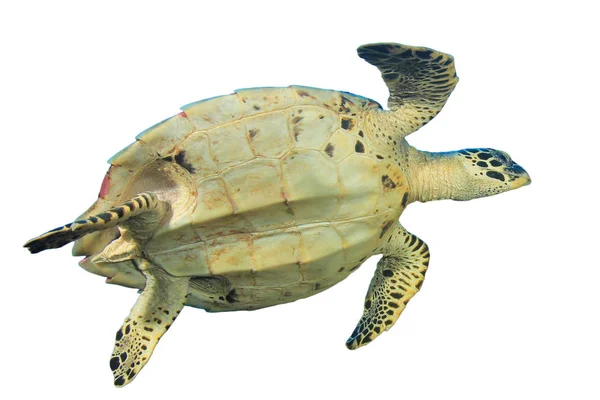 Portrait Single Turtle Isolated White Background — 스톡 사진