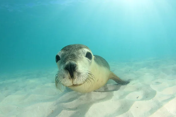 Australian Sea Lion. Underwater photo.