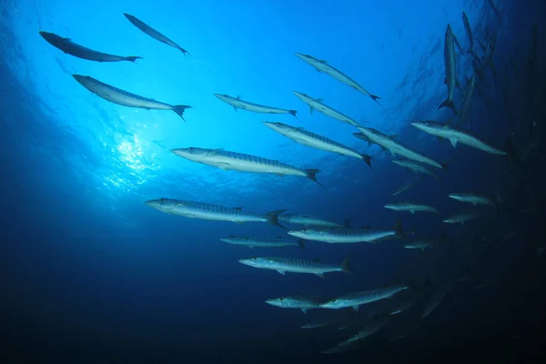 Fiskeskole Dypt Blått Vann Livet Vann – stockfoto