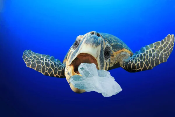 Kaplumbağa deniz suyunda plastik poşet yiyor. Küresel kirlilik felaket kavramı.