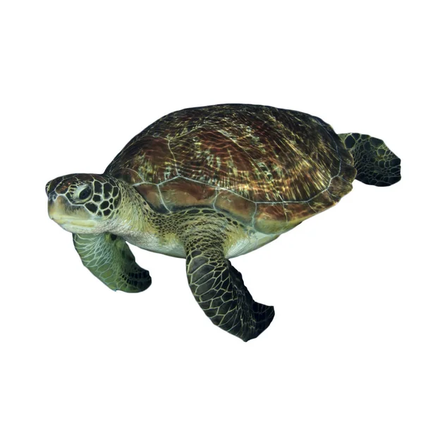 Portret Van Enkele Schildpad Geïsoleerd Witte Achtergrond — Stockfoto