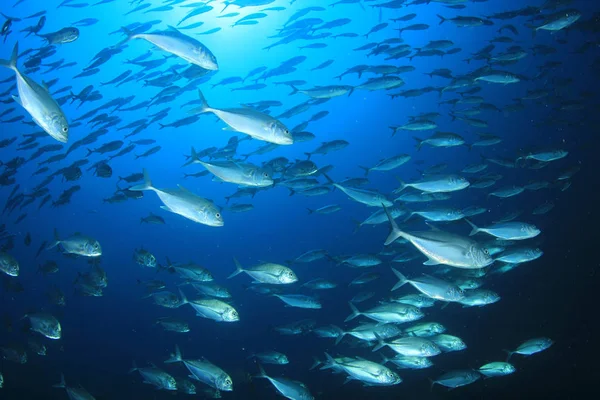 Escuela Peces Aguas Azules Profundas Vida Submarina —  Fotos de Stock