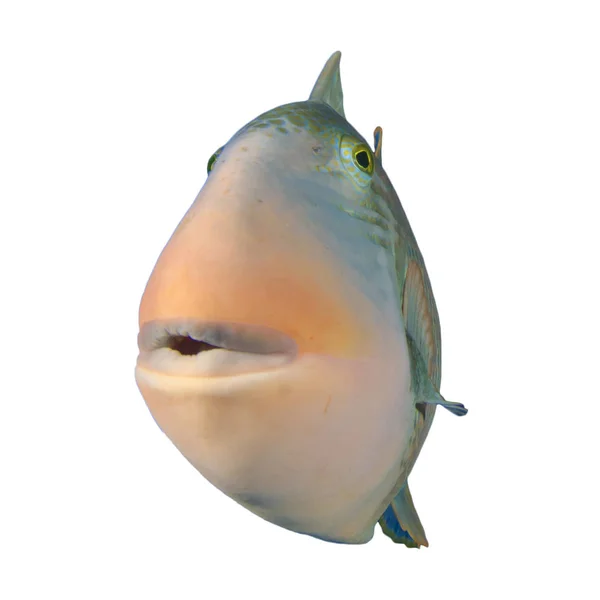 Humu Picasso Triggerfish Izolált Fehér Alapon — Stock Fotó