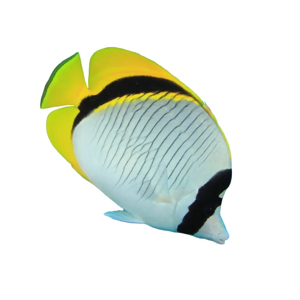 Lined Butterflyfish Isolated White Background — Stock Photo, Image