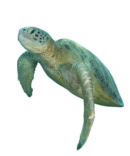 Portret Pojedynczego Żółwia Wyizolowanego Białym Tle — Zdjęcie stockowe