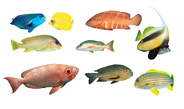 以白色背景分隔的热带鱼类群 — 图库照片
