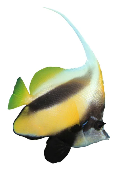 Peixes Coral Pérsia Bannerfish Cocheiro — Fotografia de Stock