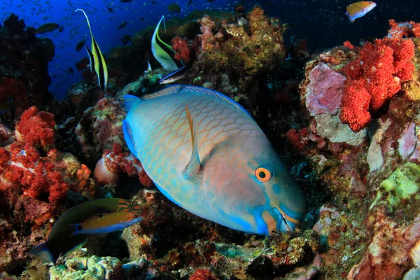 Fisk Som Svømmer Bunnen Fargerikt Rev – stockfoto