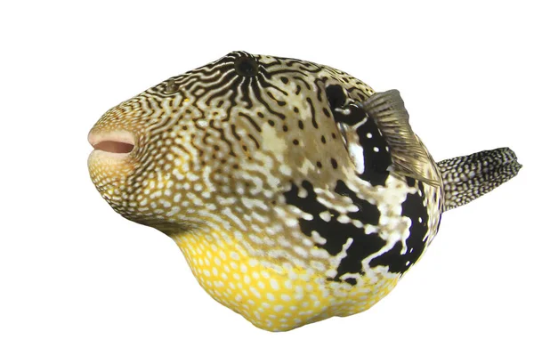 Close View Pufferfish Izolowane Białym Tle — Zdjęcie stockowe