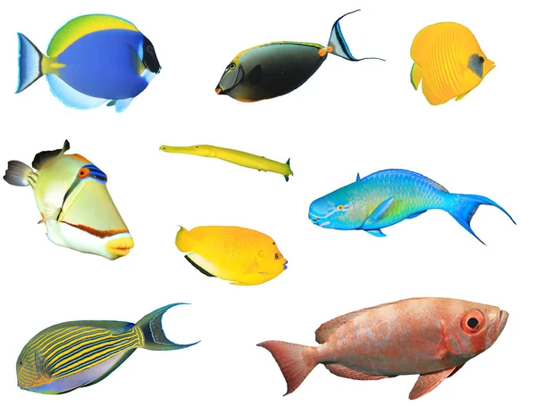 Skupina Tropických Ryb Izolovaných Bílém Pozadí — Stock fotografie