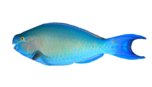 Warna Scarus Vetula Ratu Parrotfish Pada Latar Belakang Putih — Stok Foto