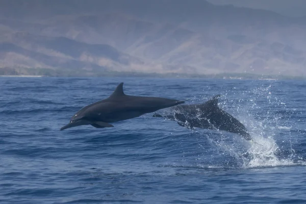 Küçük Bir Grup Spinner Dolphins Sudan Atlıyor — Stok fotoğraf