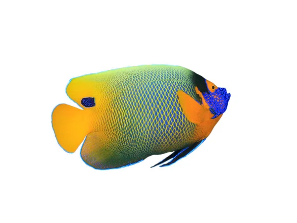 Rainha Angelfish Isolado Fundo Branco — Fotografia de Stock