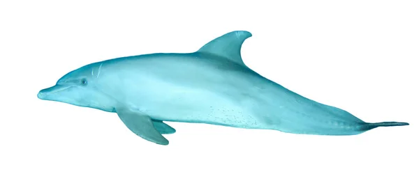 在白色背景上隔离的单头海豚 — 图库照片
