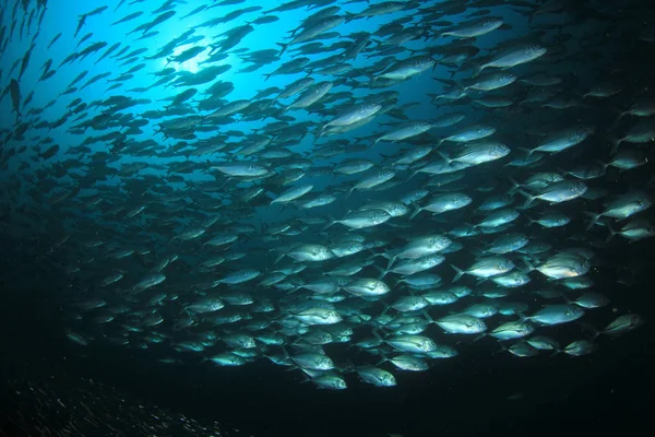 Fischschwärme Tiefblauen Wasser Unterwasserleben — Stockfoto