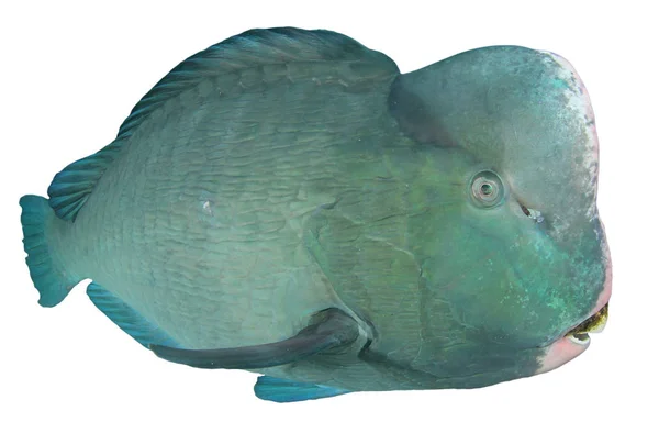 Bumphead Parrotfish Izolowane Białym Tle — Zdjęcie stockowe