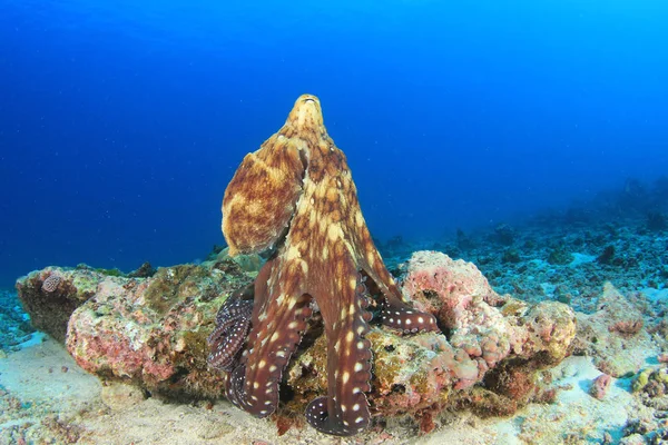 Valtava Mustekala Koralliriutalla — kuvapankkivalokuva