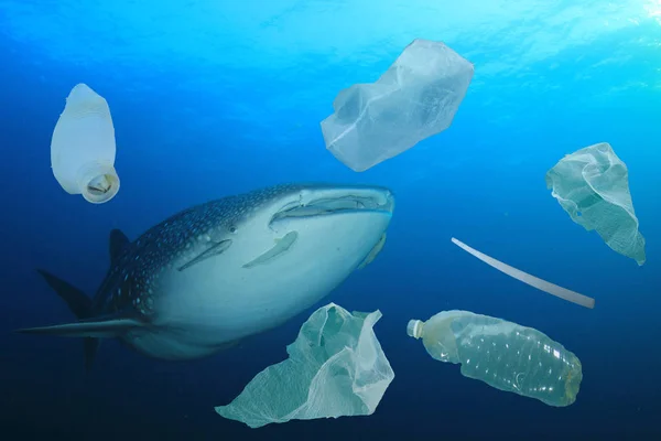 Whale shark eating plastic trash in sea water. Global pollution disaster concept.