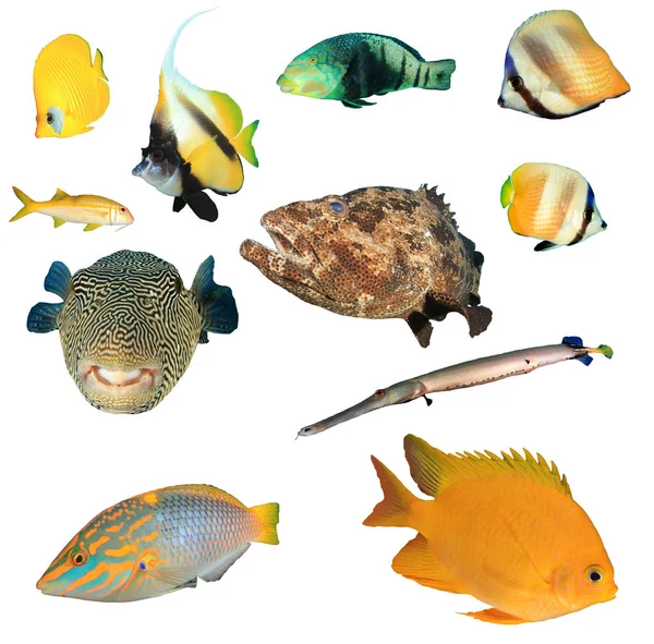 Gruppe Tropischer Fische Isoliert Auf Weißem Hintergrund — Stockfoto