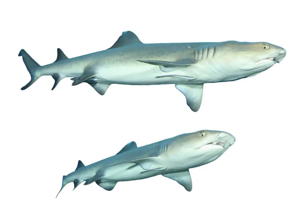 Grupo Tubarões Isolados Sobre Fundo Branco — Fotografia de Stock
