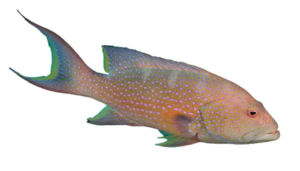 Spotted Coral Grouper White Background — 스톡 사진