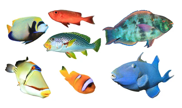 Groupe Poissons Tropicaux Isolés Sur Fond Blanc — Photo