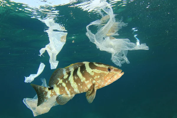 Close view of fish among variety of plastic trash in sea water