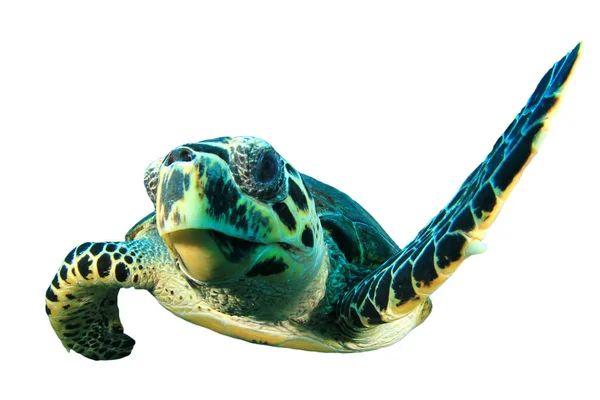 Portrait Single Turtle Isolated White Background — Stock Photo, Image