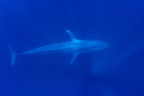 Ballena Azul Bajo Agua Ballena Azul Pigmeo Migrando Más Allá — Foto de Stock