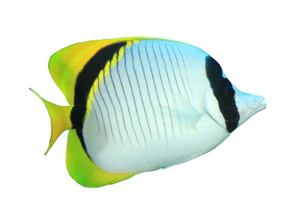 Peces Tropicales Coral Asiento Doble Butterflyfish — Foto de Stock