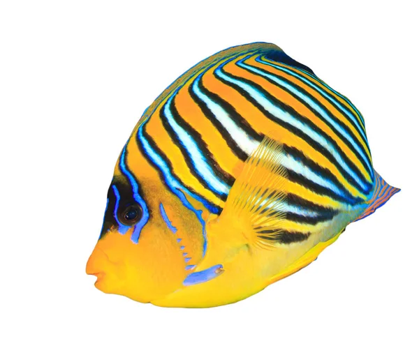 Listrado Regal Angelfish Isolado Fundo Branco — Fotografia de Stock