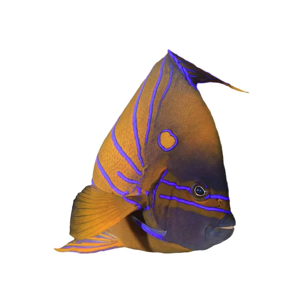 Blue Ring Angelfish Белом Фоне — стоковое фото