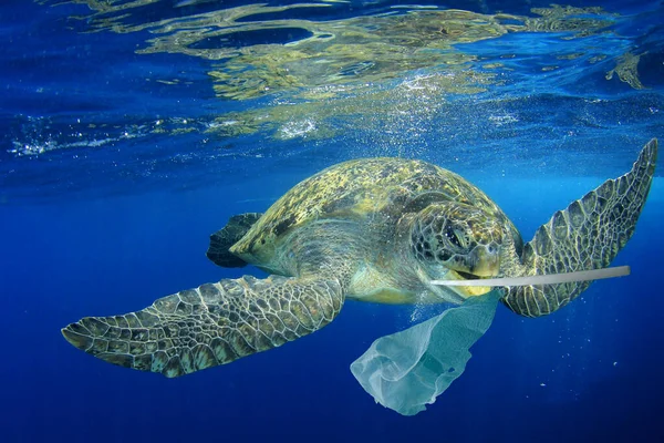 Skilpadde Med Plastsøppel Hesten Global Forurensning – stockfoto