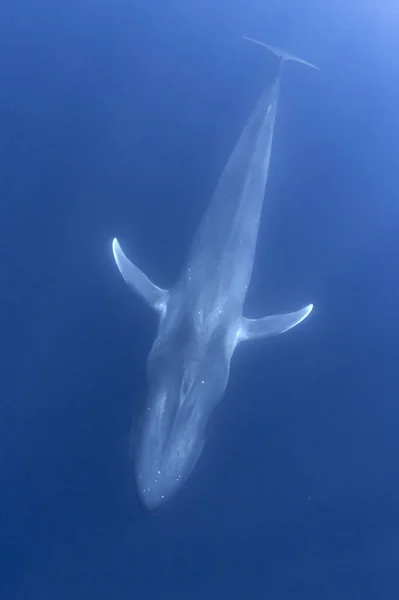 Blue Whale Underwater Pygmy Blue Whale Migrating Timor Leste — 스톡 사진