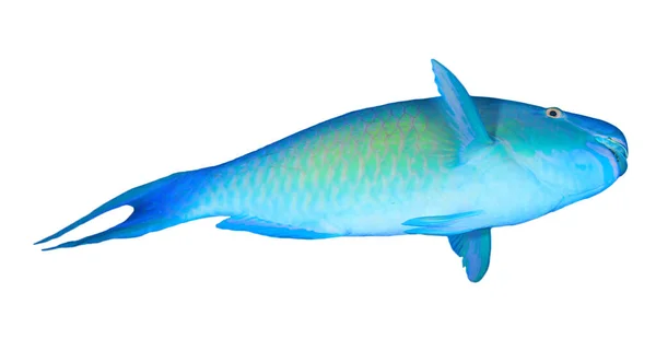 Scarus Vetula Queen Parrotfish Isolated White Background — 스톡 사진