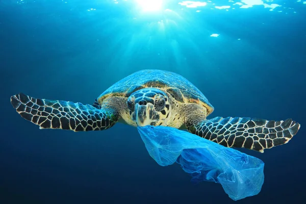 Skilpadde Med Plastsøppel Hesten Global Forurensning – stockfoto